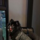 응암애견 이미지