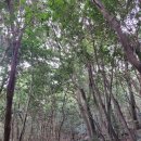 남도약수터 | [BAC 섬&amp;산] 2. 진도 첨찰산(전남 진도군)