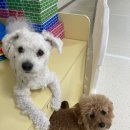 청주 애견유치원 꼬리흔들개Lucky 이미지