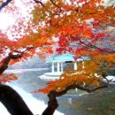 숲(Forest) 이미지