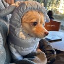 남산10-2 안길 | 강릉 애견동반여행 중앙시장 툇마루 등 맛집 후기