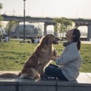 펫시터(반려견) 자격증 과정 이미지