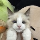 행복한동행 | 수원고양이분양 행복한 동행