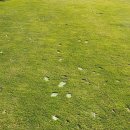 레전드 | 🌲 강원 양양 설해원CC 레전드 코스 라운드 후기