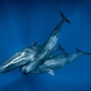 고래호프 이미지