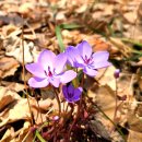 봄 왔다는데(26/03/21, Butterfly and Flowers) 이미지