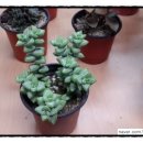 기쁨이네농장 이미지