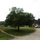 초원 숲속 야영장 이미지