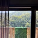 패밀리독 | 강원도 홍천 애견동반 숙소 소노펫 클럽앤리조트 비발디파크 펫 패밀리룸 파크뷰 띵킹독 및 조식솔직후기