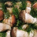 송이농장 이미지