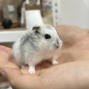 햄토리 군단 이미지