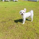 우리 똥강아지 | 🐶☀️ 무더위 탈출! 강아지 수영장 있는 칠암똥강아지 애견카페 내돈내산 방문 후기 💦🌈