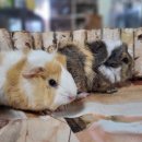 애니멀 프렌즈 이미지