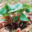 세신약국 이미지