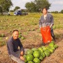 식품 혁명, 밀.농산물.수박.야채 수도의 양파 수요의 40%를 공급