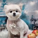 꿈꾸는강아지 이미지