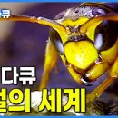 냉혹한 생존 질서 한국 말벌의 세계 이미지