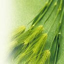 원평옛날보리밥 | 행록 4장 13-15절