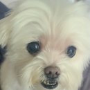 해피 애견 놀이방 이미지