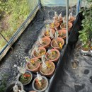 봉관농장 이미지