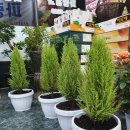 파랑청과 이미지