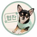 주식회사 마리스헬스케어 | 🐶 반려견 키우는 골퍼라면 공감 ⛳ 강아지 배변패드 솔직 리뷰 (짱아도 인정)