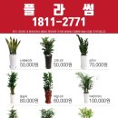 근조화환꽃배달관엽식물