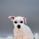 어반독스 이미지