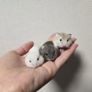 골든햄스터 분양 탬펫 충남아산점 이미지