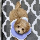 일산시티 동물의료센터 | 일산동물병원 24시 일산시티동물의료센터 후기와 신뢰도