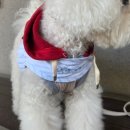 아이러브니트 | [강아지 하네스 추천] 꼬미가 매일 쓰는 SSFW 러브워크 포켓 하네스 솔직후기🐶