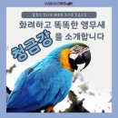 🦜🦜모세반// 동물수업 ㅡ청금강앵무🦜🦜 이미지