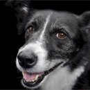 웃는 강아지 이미지