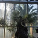 한라 | 제주도 시내 숲길 한라수목원 후기