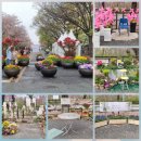 4월 5일 수요일 서울방 출석부 : 윤중로 벚꽃 축제 이미지