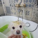 그루머로 이미지