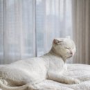 서초이음동물병원 이미지