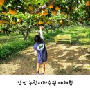 누렁이과수원 | 안성 아이와 가볼만한곳 배따기 농장 체험 누렁이과수원 가을나들이