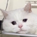 24시 스탠다드 동물의료센터 이미지