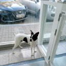 모모펫그루머 이미지