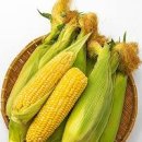 초당옥수수 뜻 칼로리 보관 먹는법 알아보기 이미지