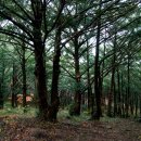 비자숲민박 이미지