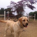 프란다스의개 이미지