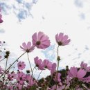 코스모스 이미지