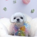 호다닥쑥 이미지