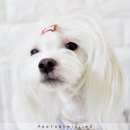 데이린 이미지