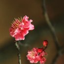 매화2공원 이미지