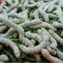 하늘누에 이미지