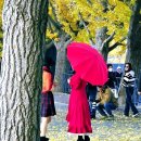 별빛드리운호수 | 황금빛 가을이 흐르는 시간의 강. 조정환 작가의 아산 곡교천 은행나무길 사진전 – 빛으로 기록한 가을...