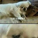 철판순대 이미지